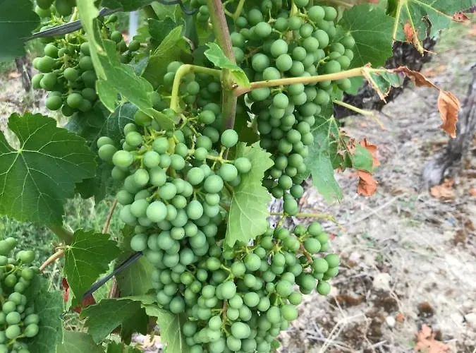 Apartamento Natali *